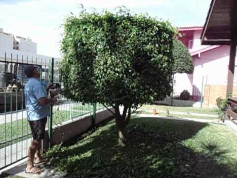Moldear modela ficus benjamina