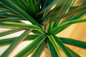 Dracena cuidados riego