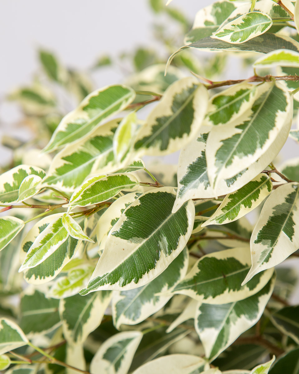 Comprar ficus benjamina gante