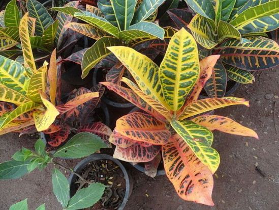 Croton petra hojas secas