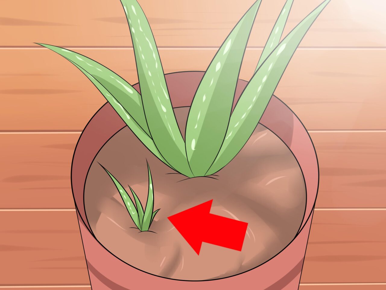 Riego aloe vera interior