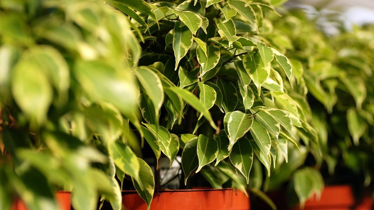 Ficus benjamina cuidados riego