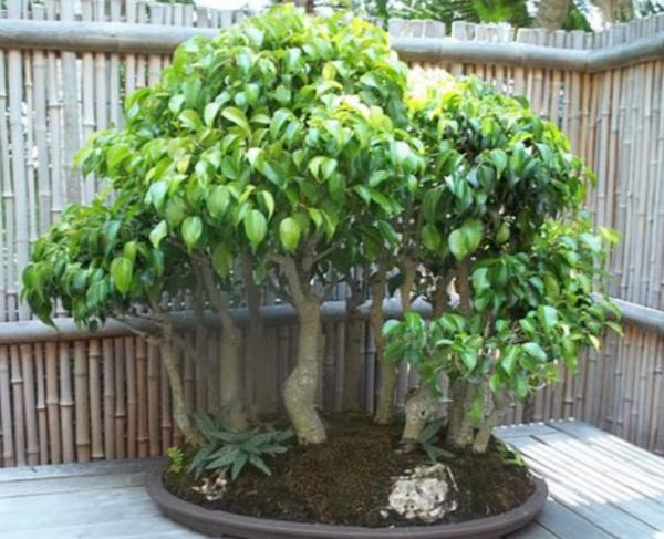 Temperatura ficus benjamina