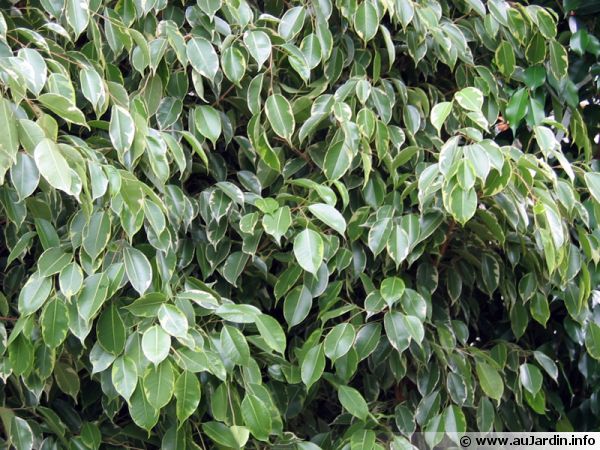 Ficus benjamina nitida