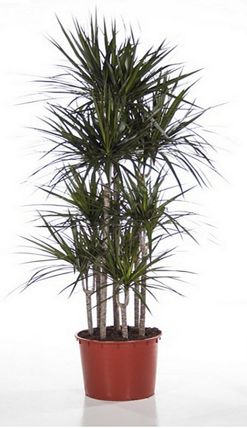 Cuidados dracena demerensis manchas marrones en las puntas