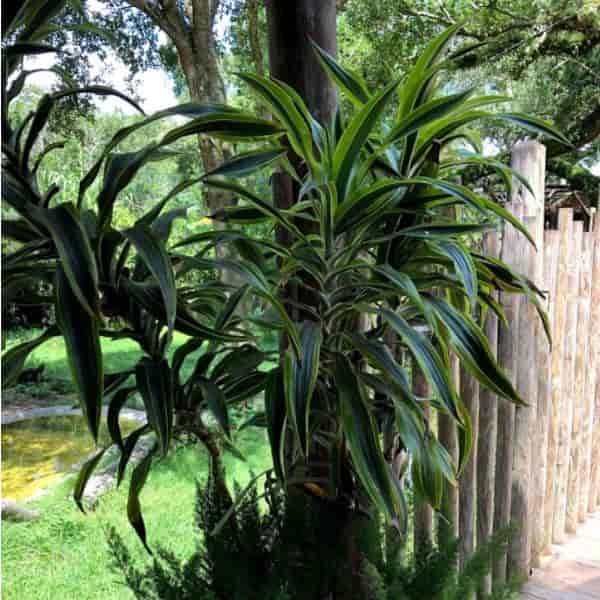 Dracena deremensis warneckii grow so quikli