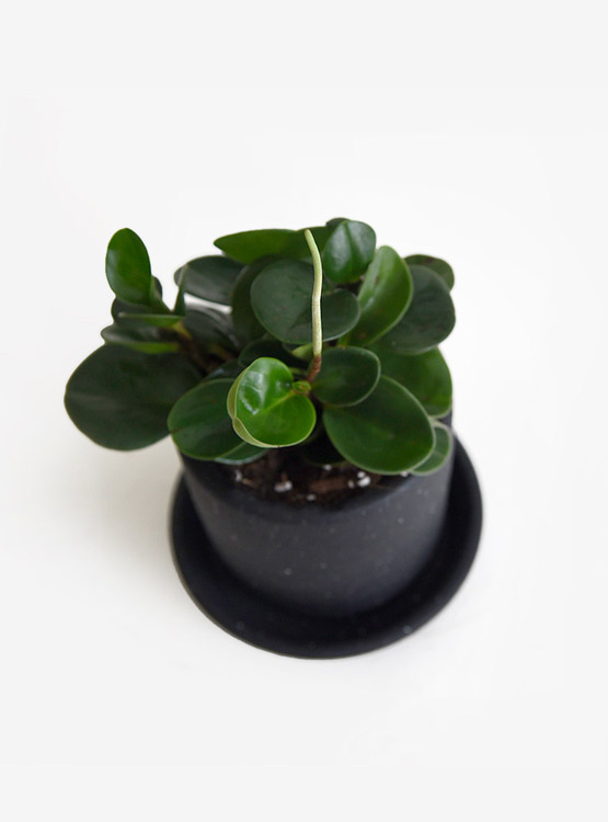 Peperomia es toxica
