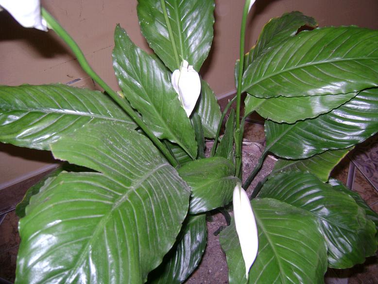 Espatifilo con bichos que parecen polvo blanco en las hojas