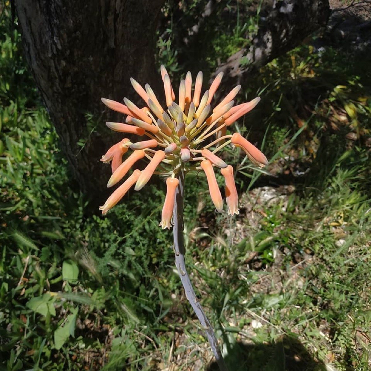 Para que sirve la flor del aloe vera