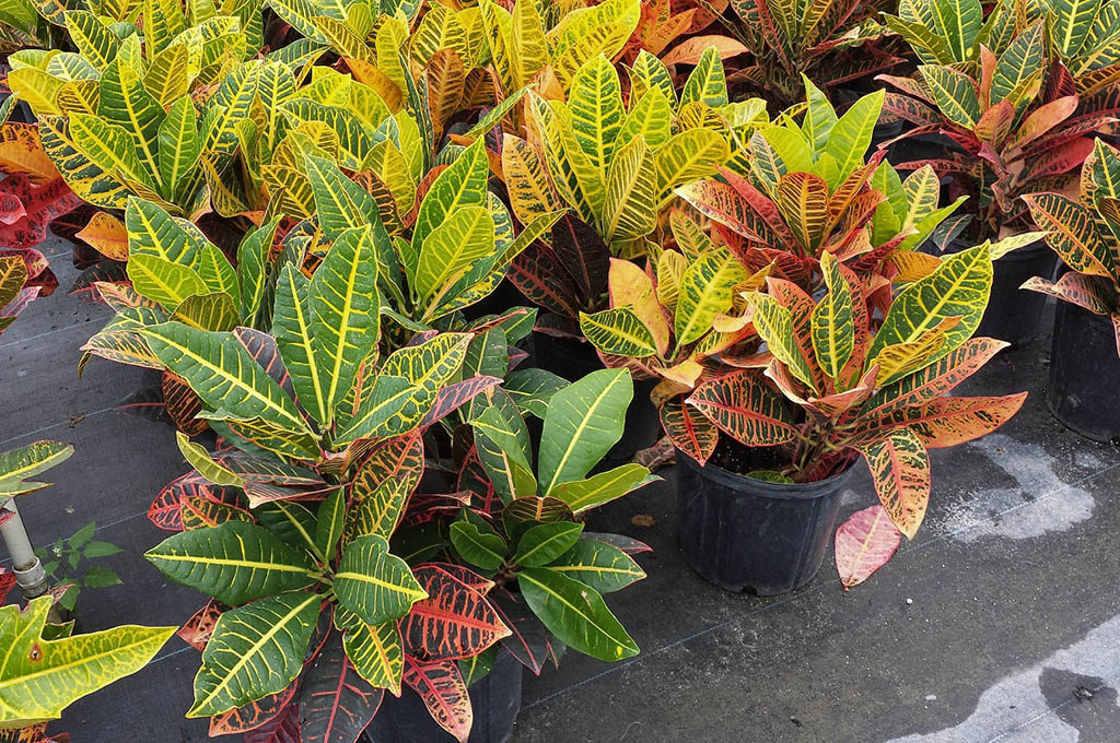 Croton planta venenosa