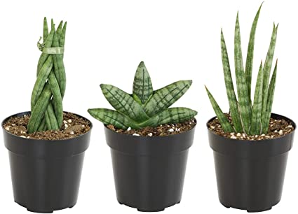 Plantas sanseviera y similares