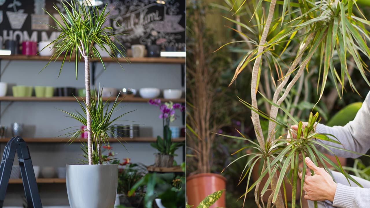 Porque se secan las puntas de dracena