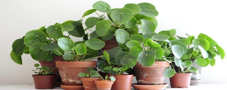 Planta del dinero cuidados
