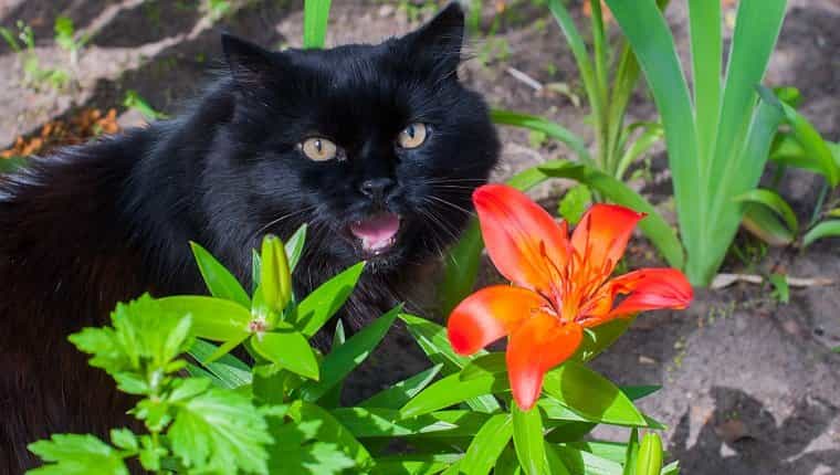 Croton y gatos