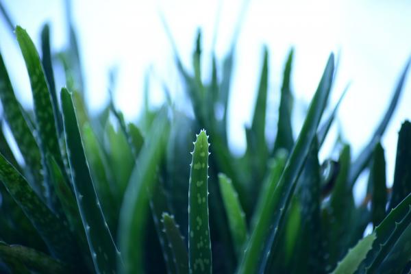 Dosis de aloe vera en gatos