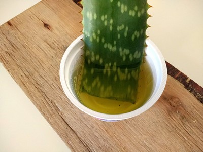 Planta aloe vera congelada