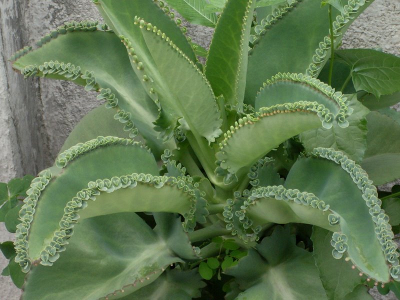 Dracena marginata atrae buena suerte