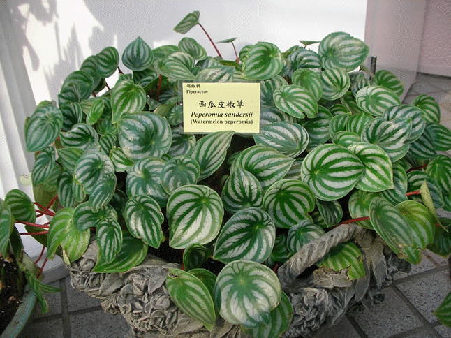 Peperomia ferreyrae explicar como cuidarla