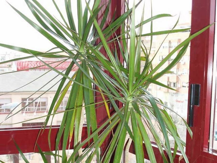 Dracena marginata familia