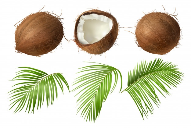 Hojas de cocotero maqueta