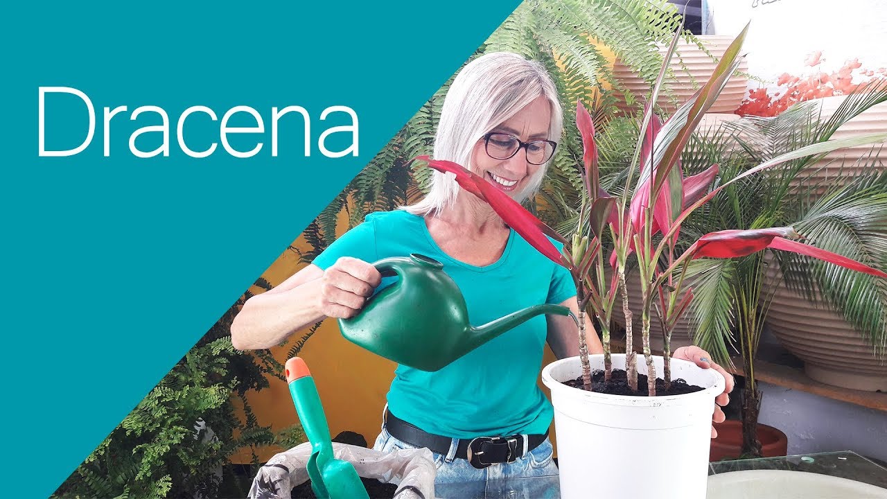 Dracena bruna planta