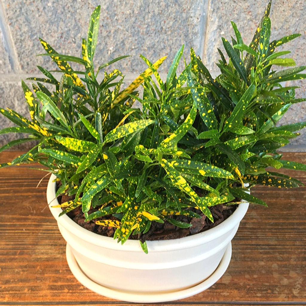 Planta de croton