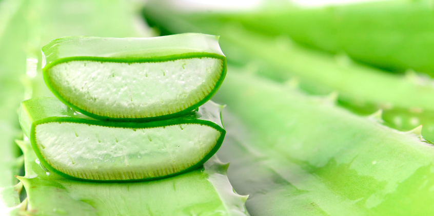 Aloe vera para hemorroides y fisuras anales