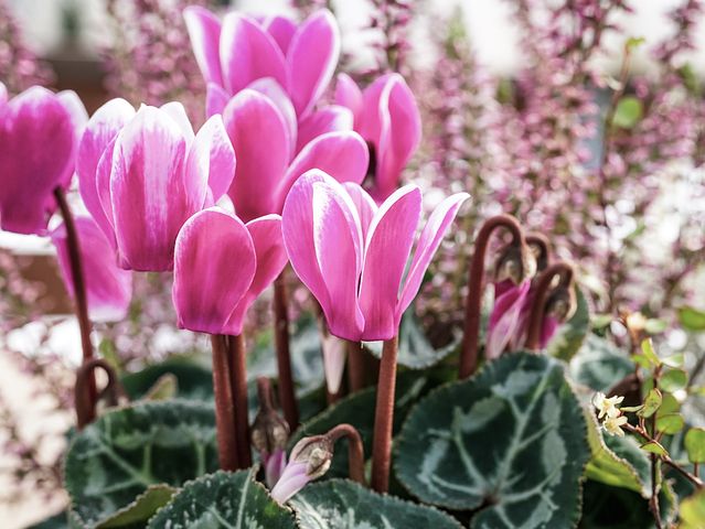 Flores de invierno ciclamen