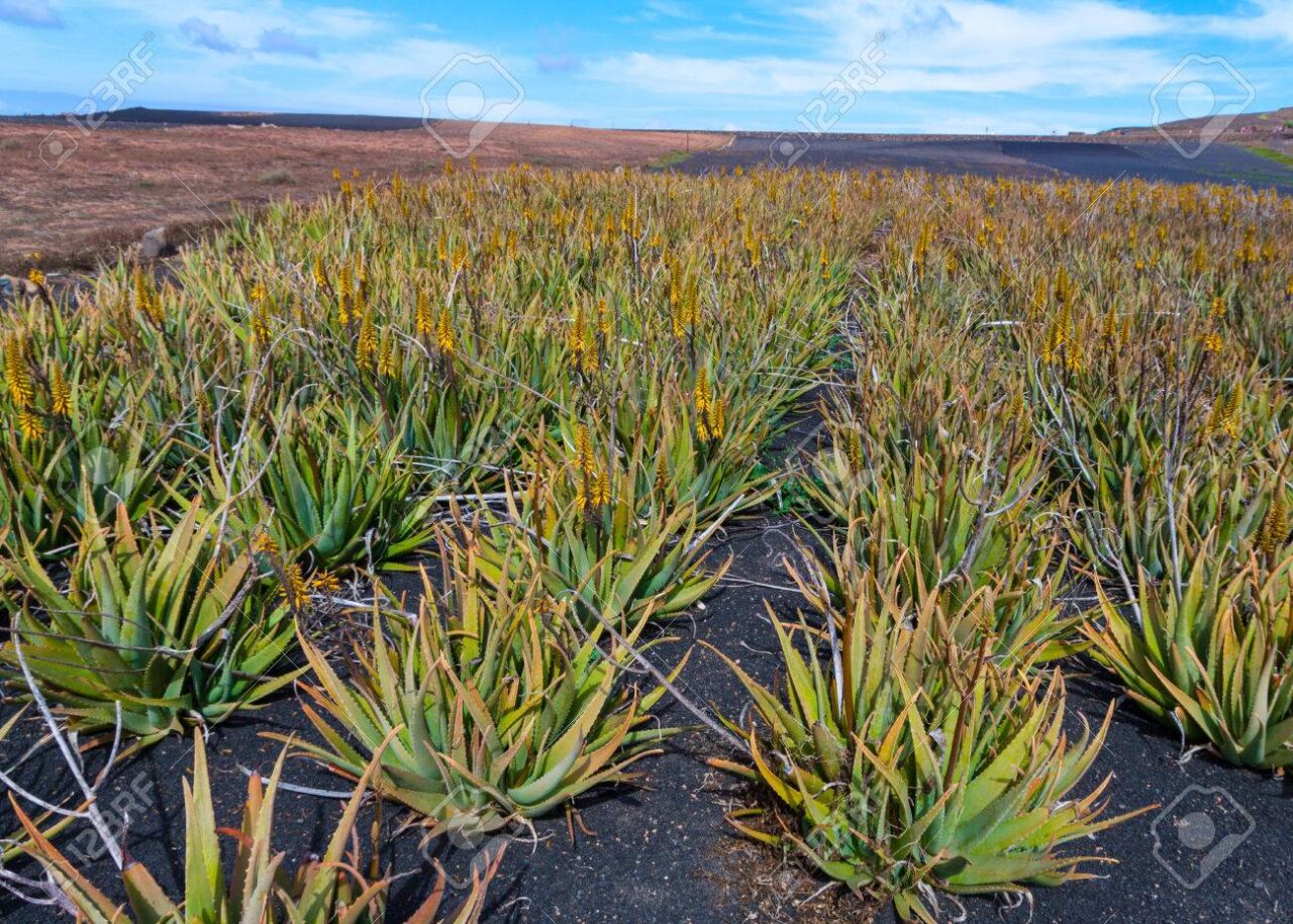 Tiendas de aloe vera en lanzarote