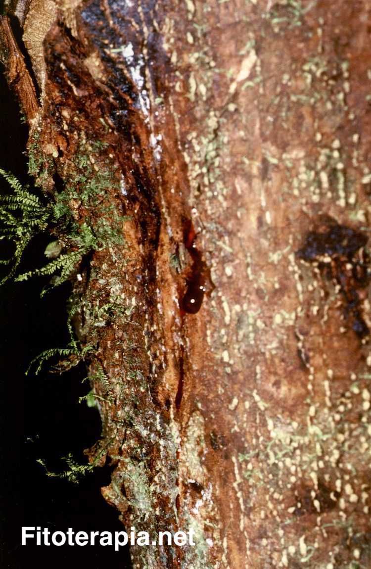 Savia roja del arbol croton lechleri