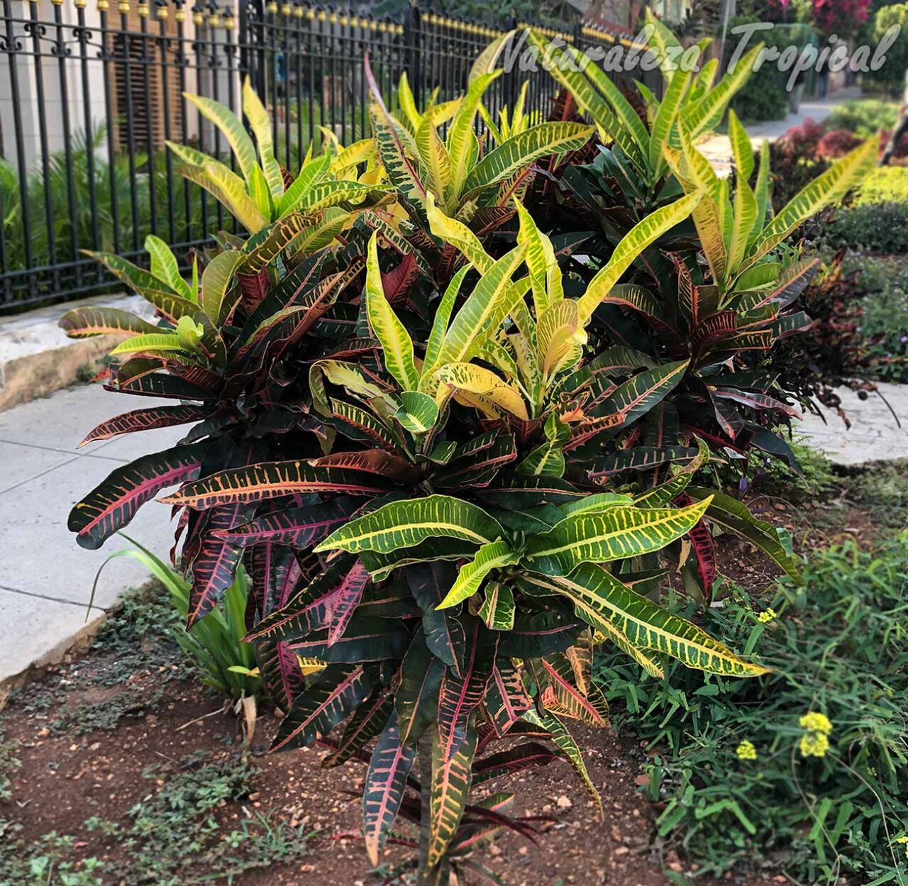 Como podar un croton