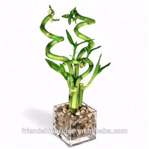 Dracena sanderiana amarilla
