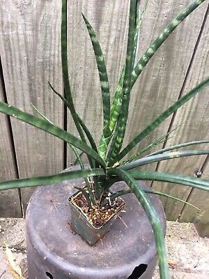 Planta natural sanseviera cylindrica spear