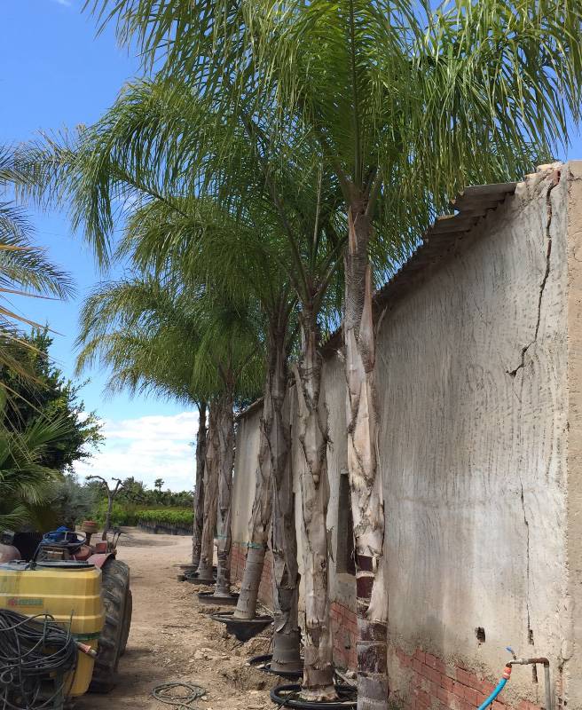 Palmera falso cocotero