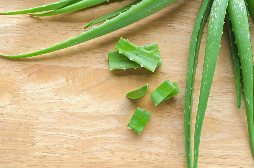 Como curar una planta de aloe vera