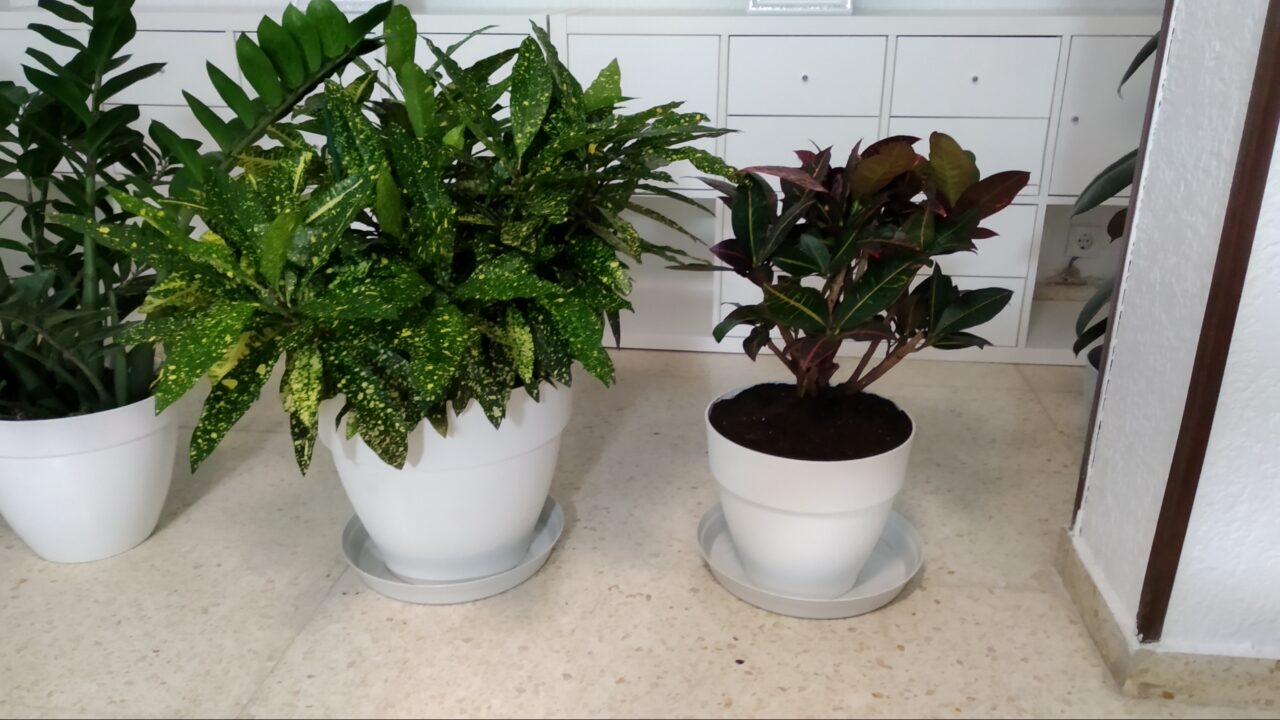 El croton es de sol o sombra