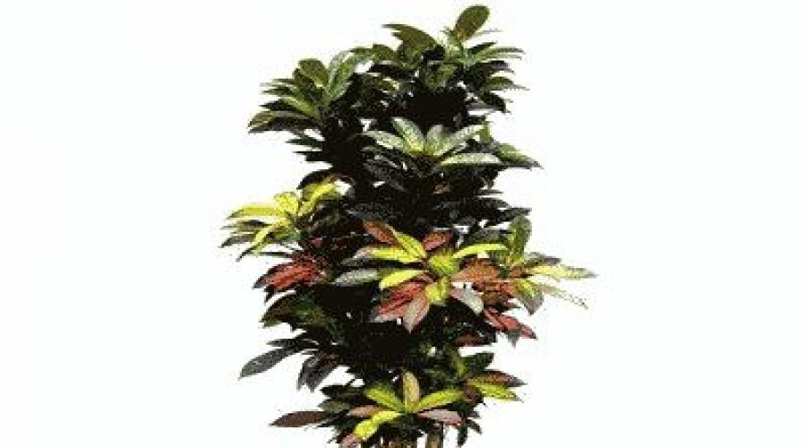 Perdida de hojas del croton