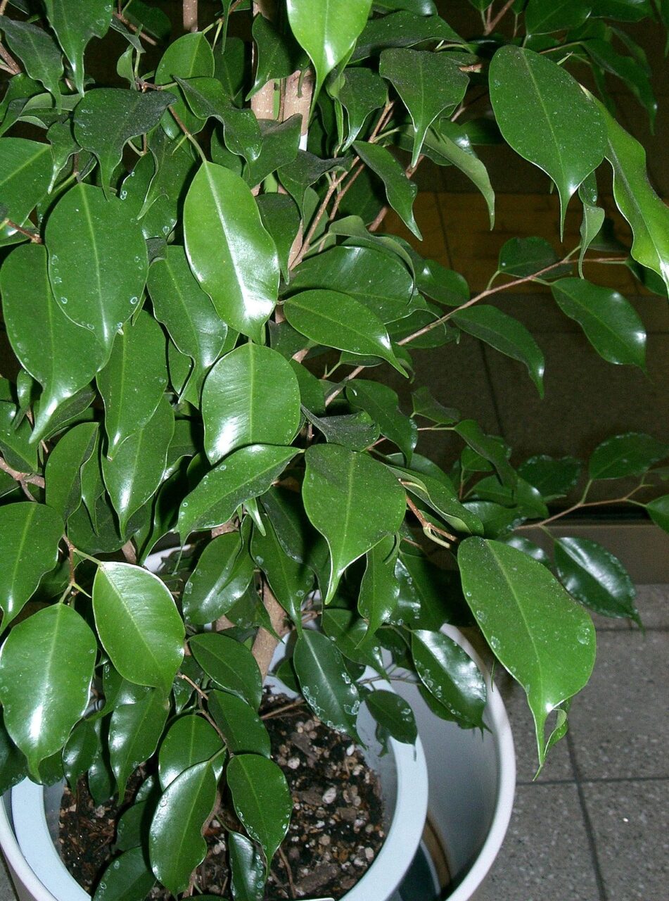 Ficus benjamina bark