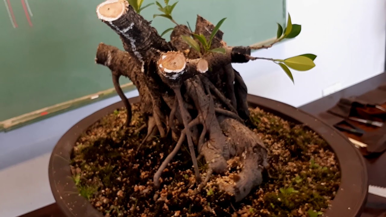 Injerto ficus benjamina