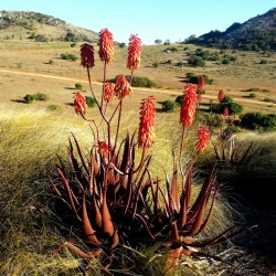 Como sacar semillas de aloe vera