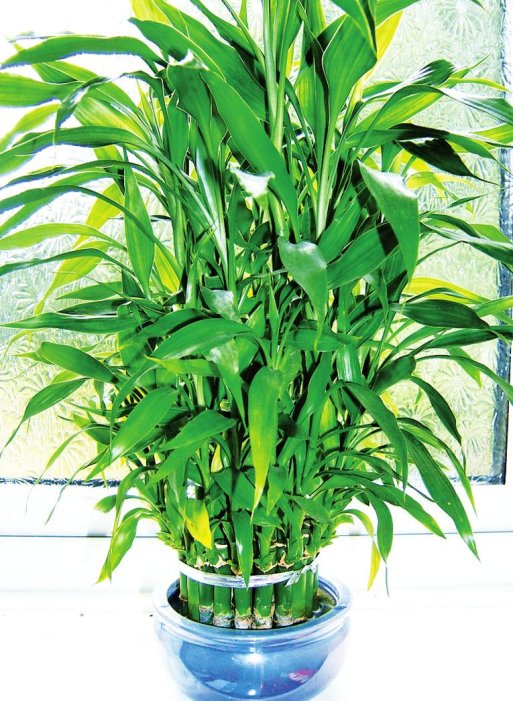 Mosquitos en la dracena