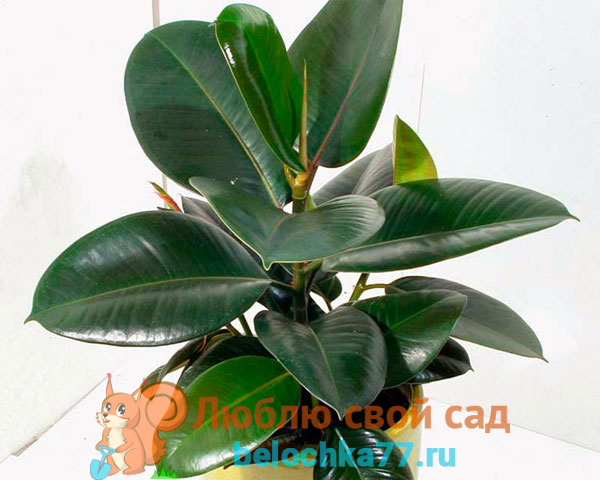 Rejuvenecer ficus benjamina