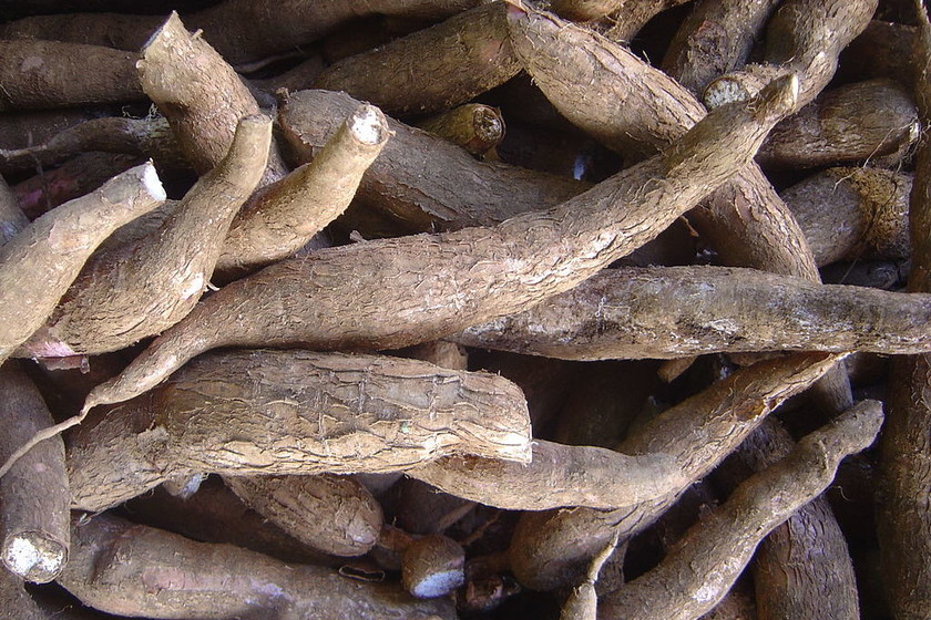Como nace la yuca
