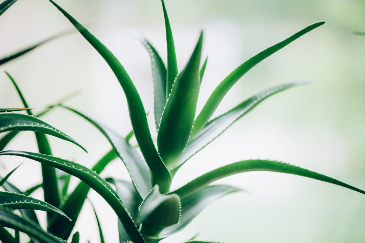 Cuanto tiempo dejar aloe vera en el pelo