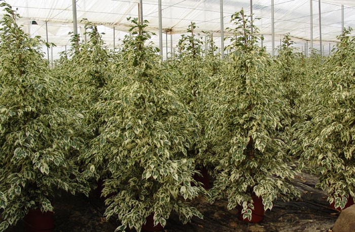 Cuanto crece un ficus benjamina