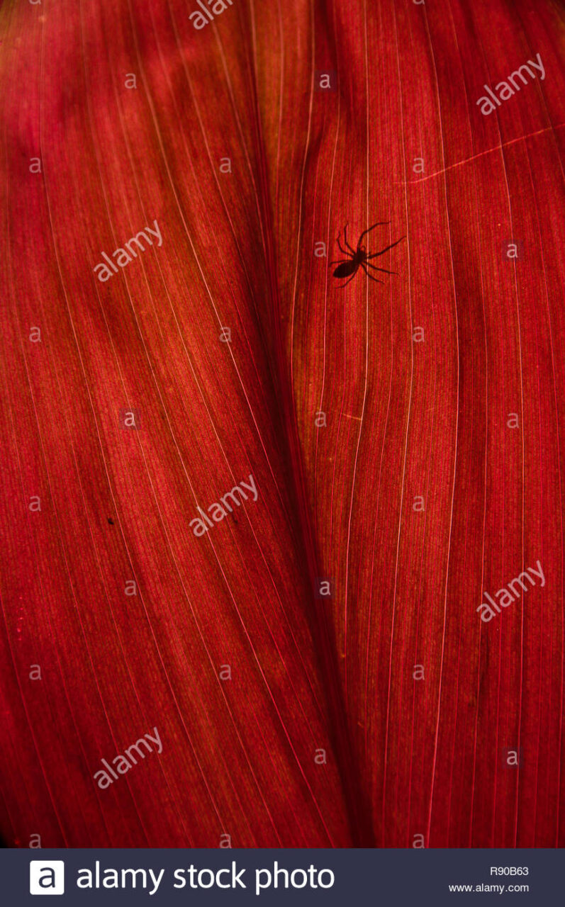 Dracena roja reproduccion