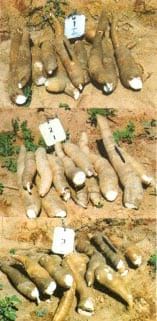 Cultivo de la yuca