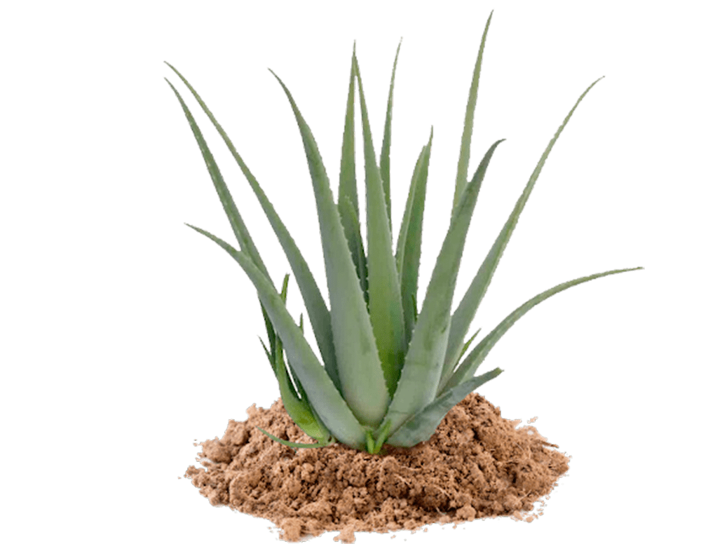 Rama de aloe vera