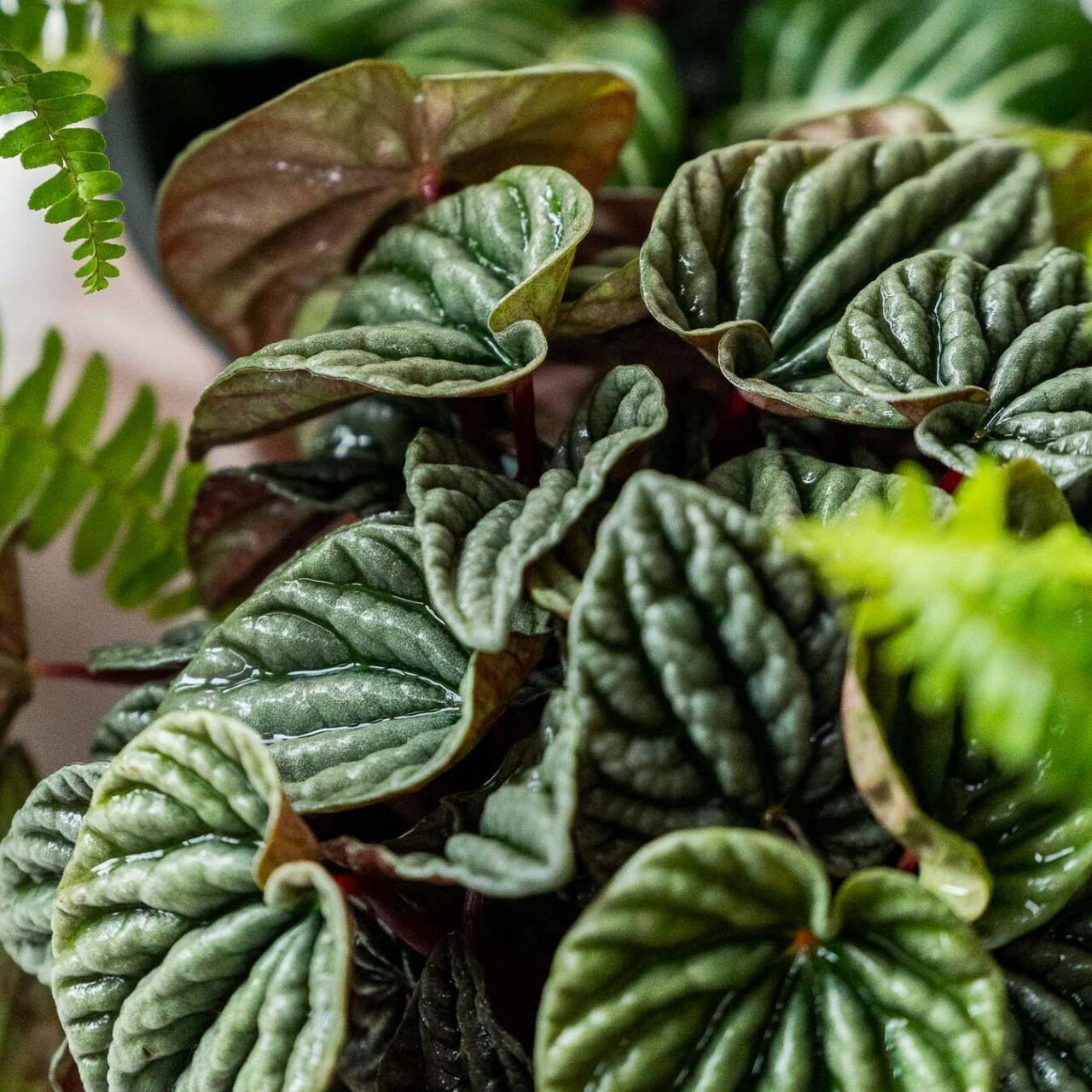 Comprar peperomia online