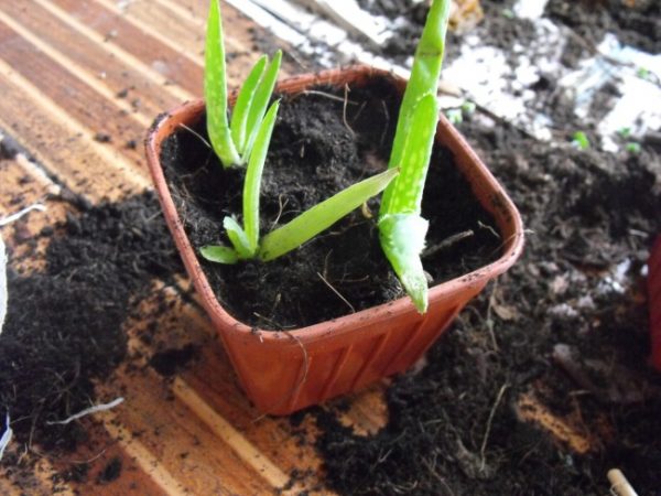 Reproducir aloe vera a partir de una hoja